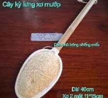 CÂY KÌ LƯNG XƠ MƯỚP